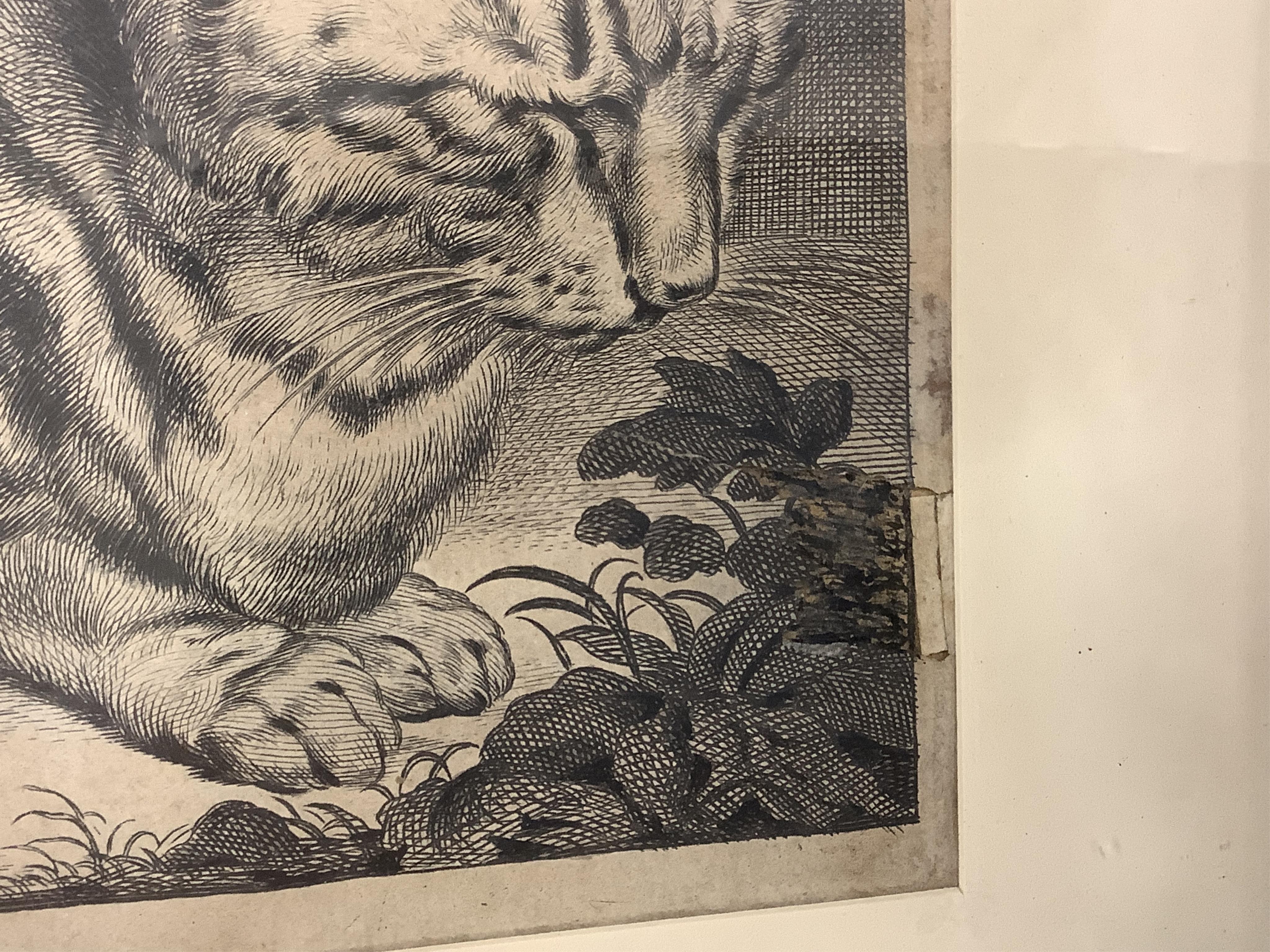 After Cornelis Visscher (Dutch, 1629-1658), 'The Large Cat', signed in the plate, engraving, 14.5 x 18.5cm